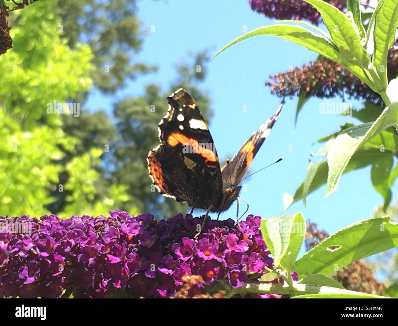 Farfalla, cielo, alberi, verde, verde, viola, fiore, cielo blu, Foto Stock