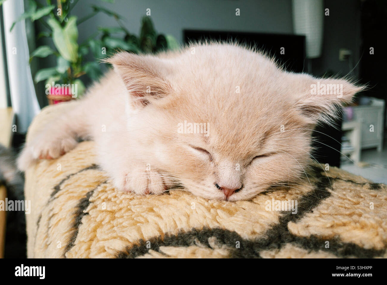 Primo piano un piccolo gattino dorme sul retro della poltrona Foto Stock