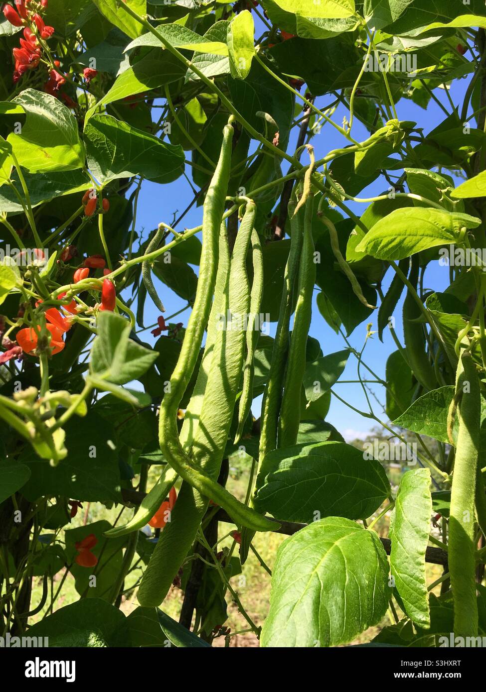 Fagioli del corridore che crescono su una pianta del fagiolo del corridore Foto Stock