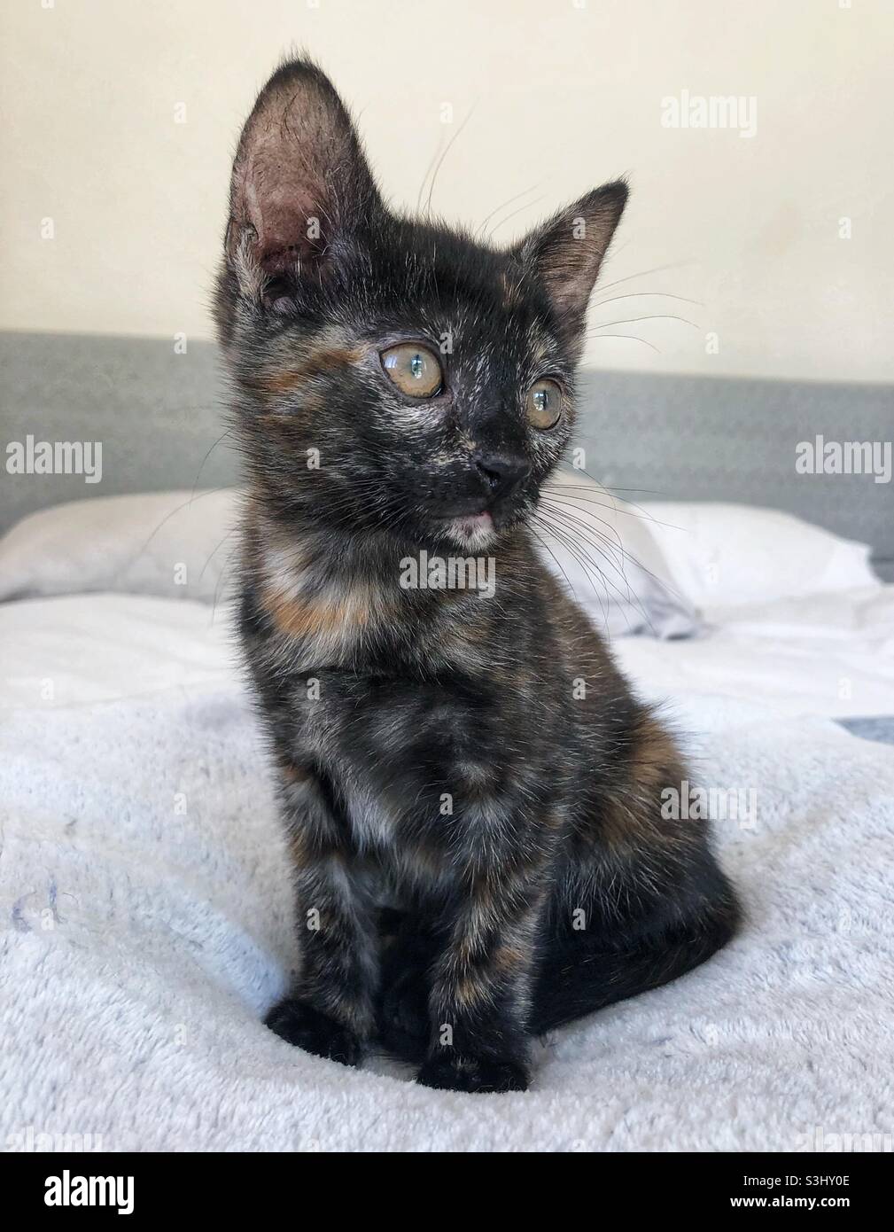 Bellissimo piccolo tortoiseshell gattino seduto sul letto. Foto Stock