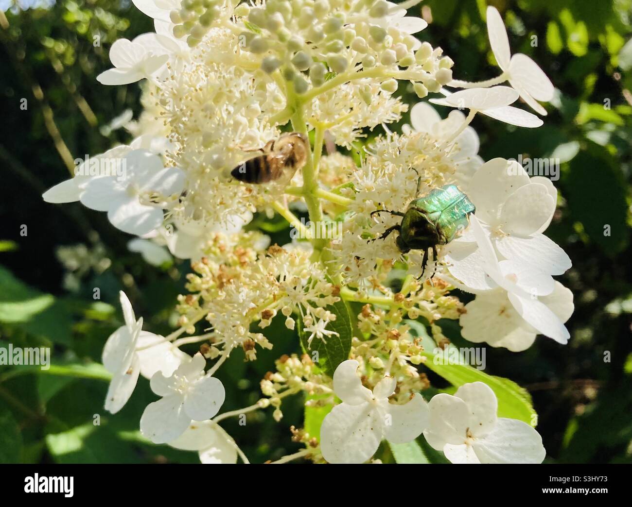Ape e coleottero di rosa dorato su fiore bianco Foto Stock