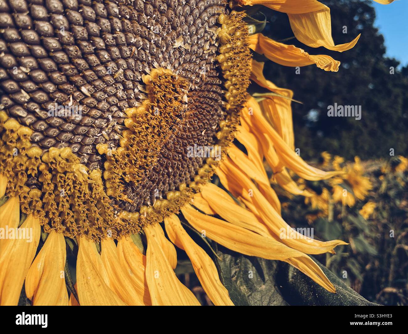 Testa di semi di girasole dorata - Immagine stock catturata con smartphone