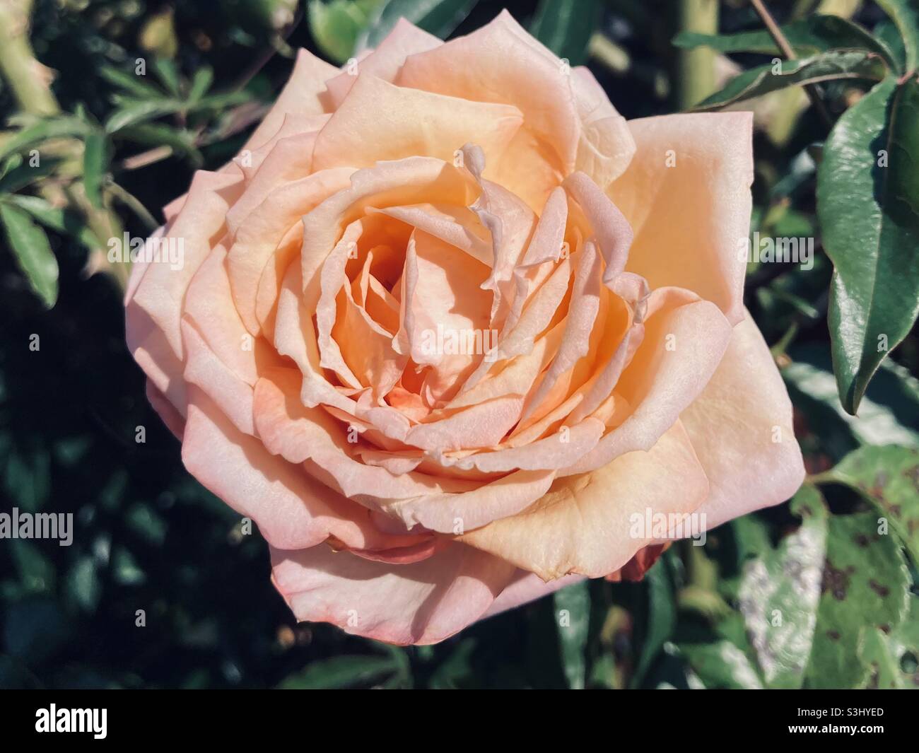 Rosa rosa fiore - Immagine stock catturata con smartphone
