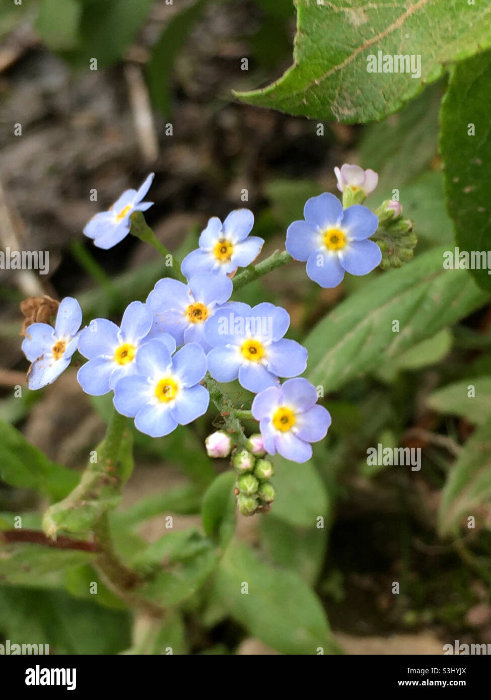 Forget me nots - Immagine stock catturata con smartphone