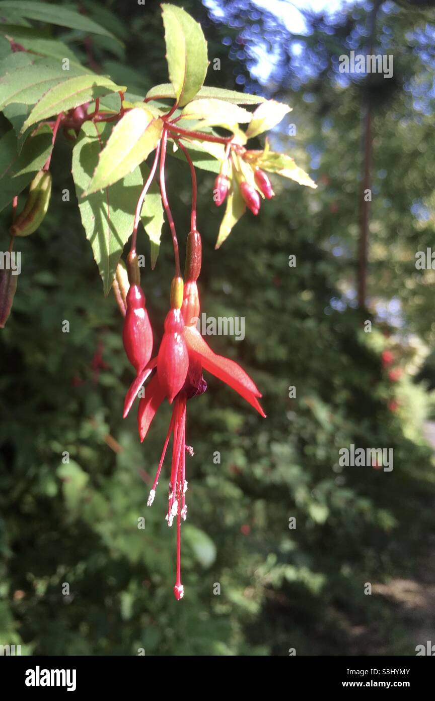 Fuschia, rosso, fiore, verde, natura, cielo, foresta, sentiero - Immagine stock catturata con smartphone