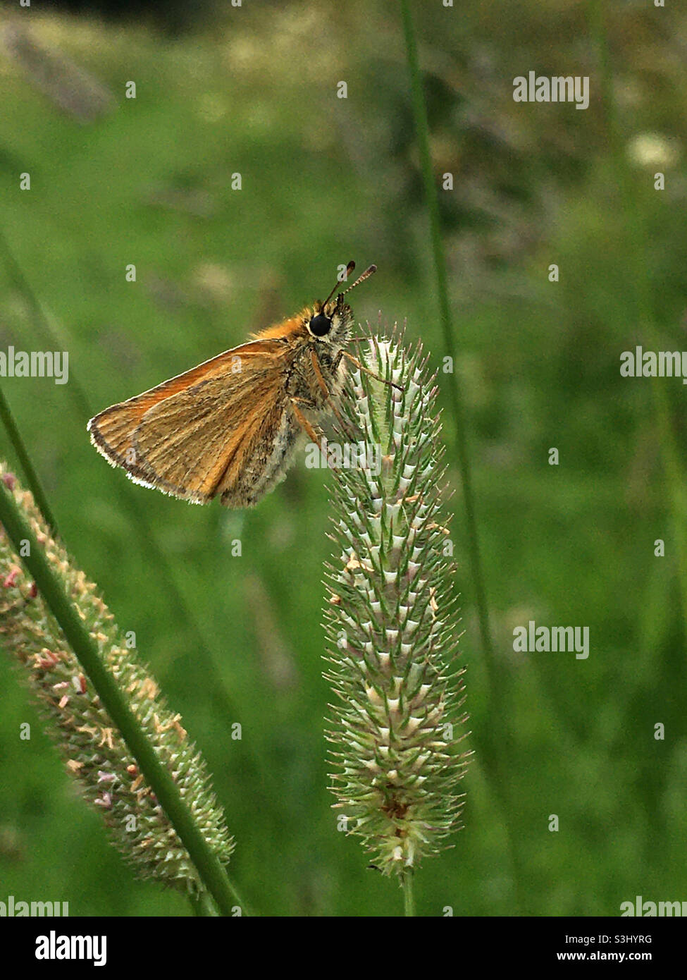 Piccolo skipper - Immagine stock catturata con smartphone