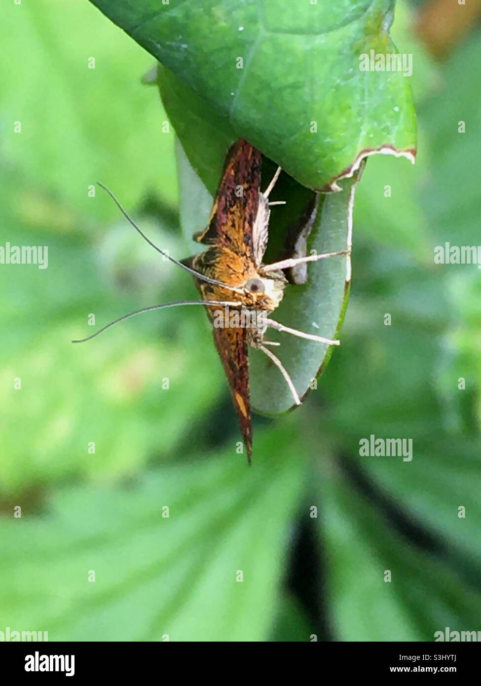 Lepidottero di menta - Immagine stock catturata con smartphone