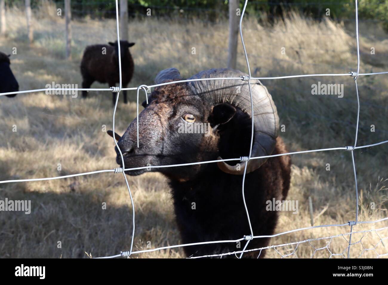 Pecora nera cornata in recinzione Foto Stock