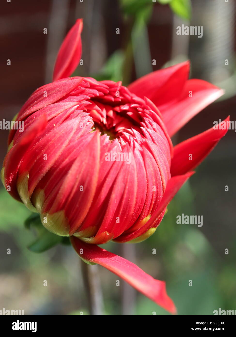 I dahlias gemiscono per fiorire Foto Stock