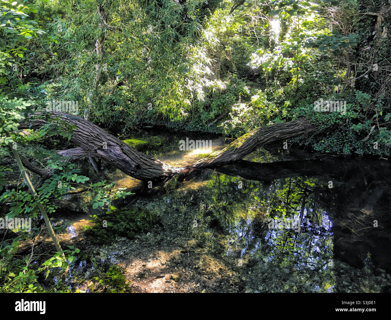 Una sezione della piccola corrente di gesso di Stour vicino a Wickhambreaux, Kent Foto Stock