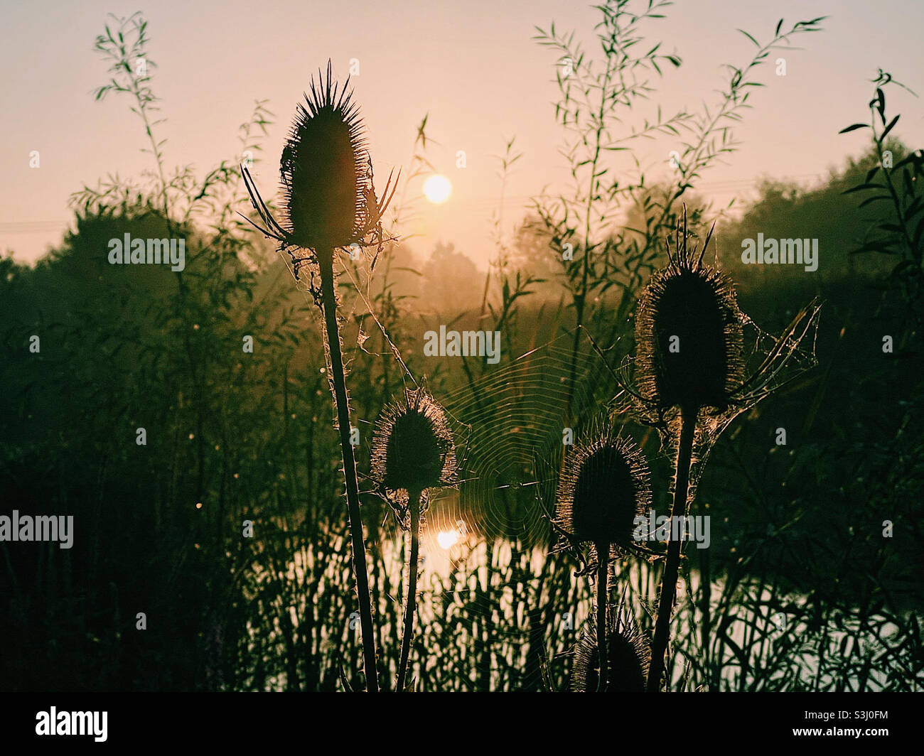 Luce del sole all'alba attraverso i fiori di tesello - Immagine stock catturata con smartphone