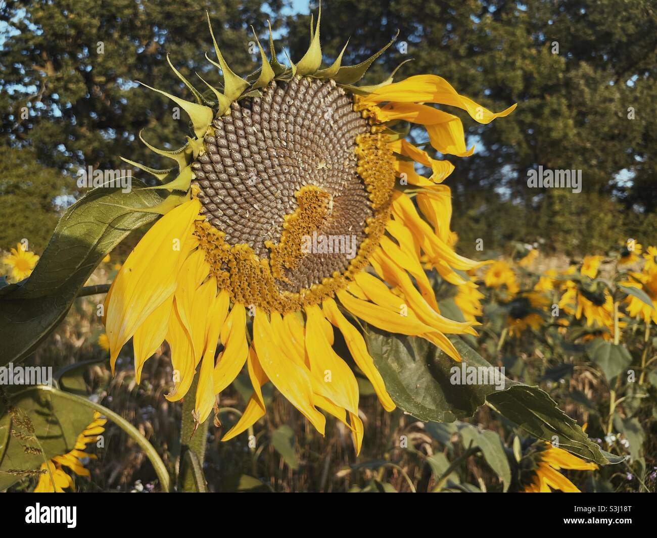Girasole - Immagine stock catturata con smartphone