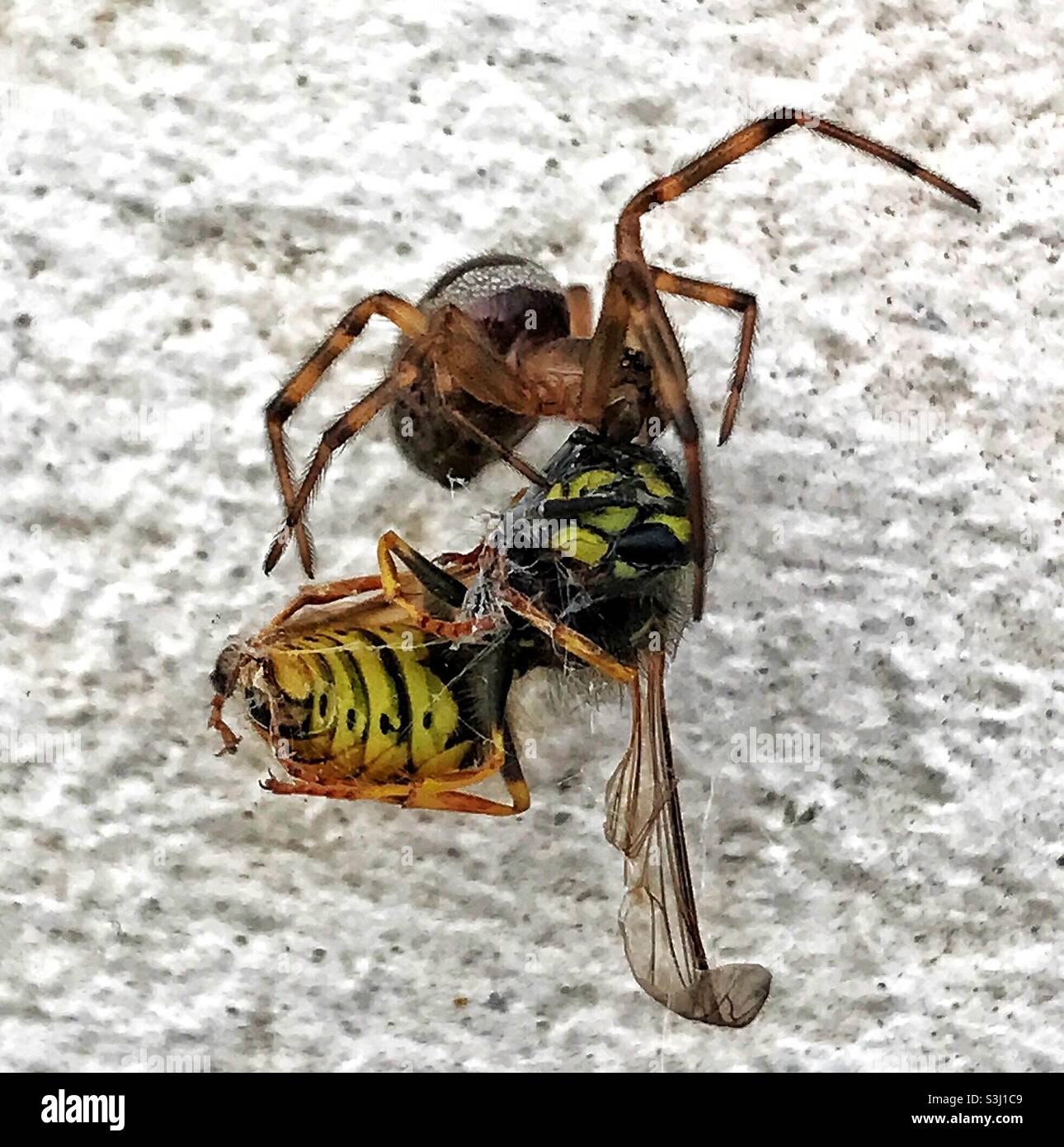 Un ragno Falso Widow che conooning una vespa catturata. Foto Stock