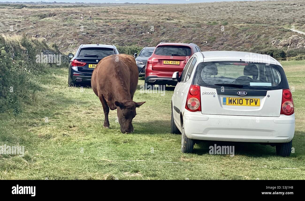 La mucca di Devon alla baia di kynance Foto Stock