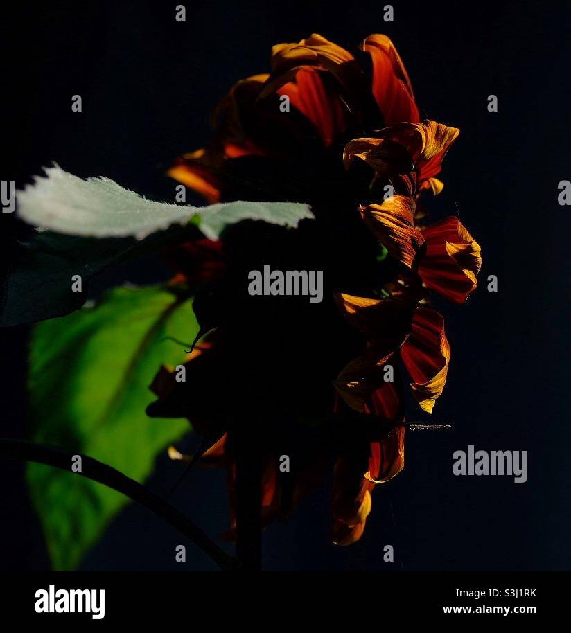 Girasole in ombra dura - Immagine stock catturata con smartphone