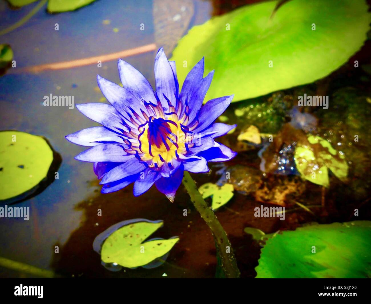 Giglio d'acqua viola e giallo in stagno Foto Stock