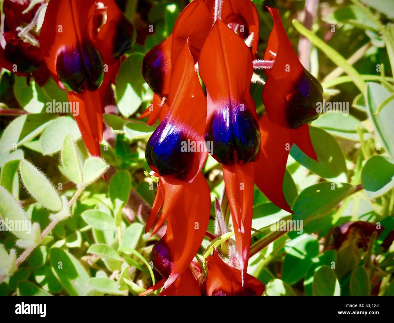 Fiore nativo del pisello del deserto di Sturt Foto Stock