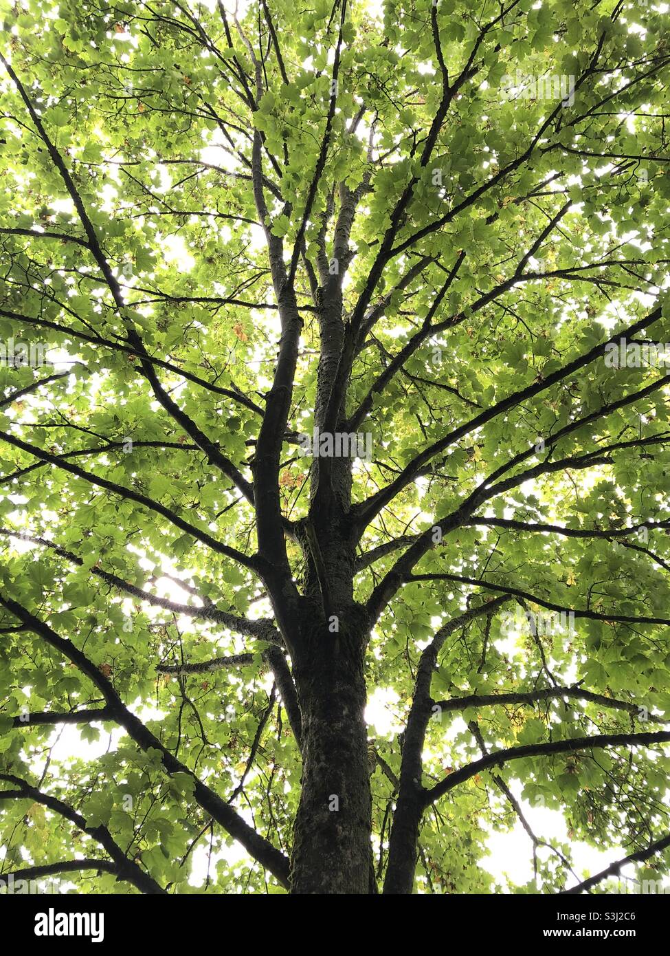Acero albero, Acer, verde fogliame e rami in una foresta Foto Stock