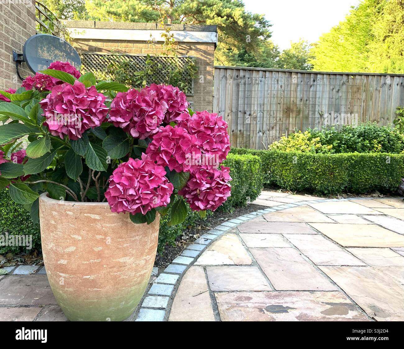 Piantatrice da giardino piena di hydrangea macrophylla - Immagine stock catturata con smartphone
