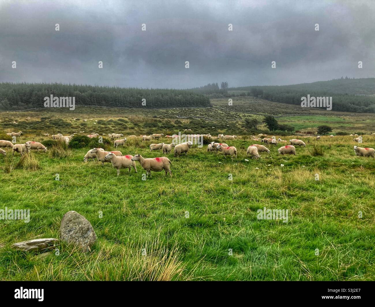Gregge di pecore nel Galles del Nord - Parco nazionale Snowdonia vicino a Barmouth e Llawlech. Allevamento di pecore- allevamento di pecore. Foto Stock