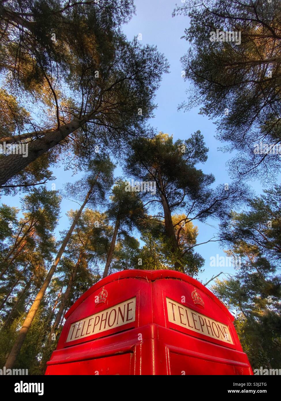 Telefono rosso tradizionale britannico contro alberi di pino e cielo blu - Immagine stock catturata con smartphone