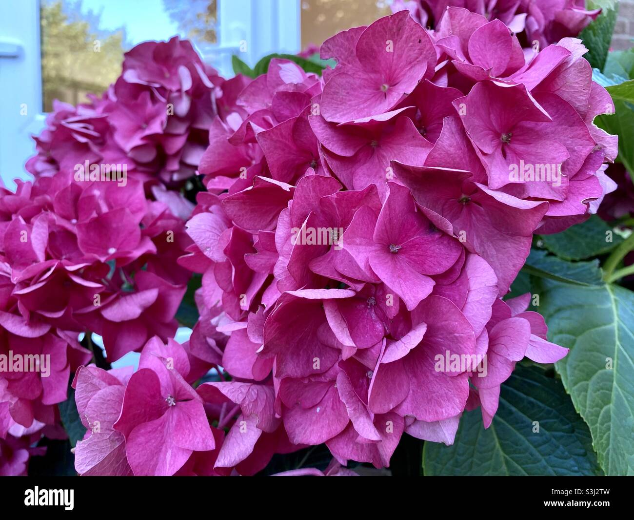 Bigleaf hydrangea con petali rosa - Immagine stock catturata con smartphone