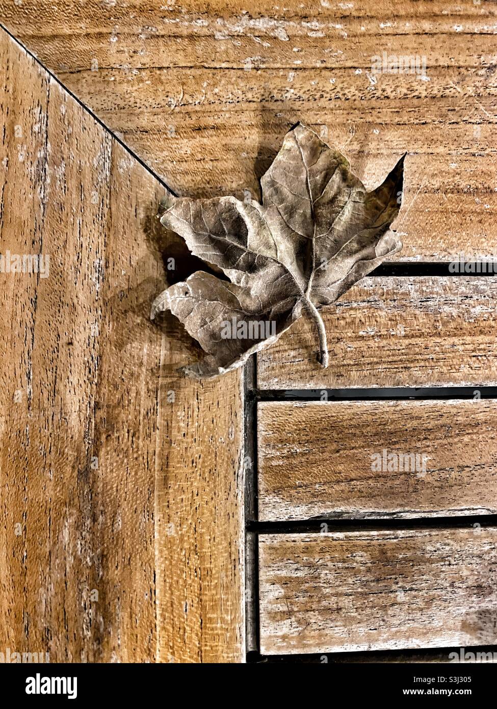 Foglie di albero essiccate in autunno su sfondo di legno Foto Stock