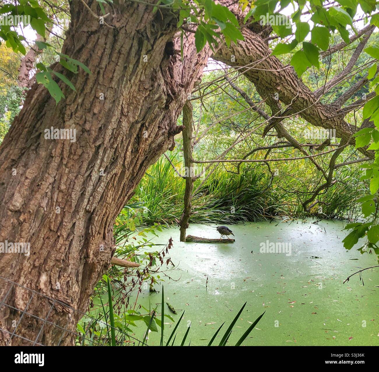Un Heron notte della corona nera arroccato su un ceppo in un laghetto. - Immagine stock catturata con smartphone