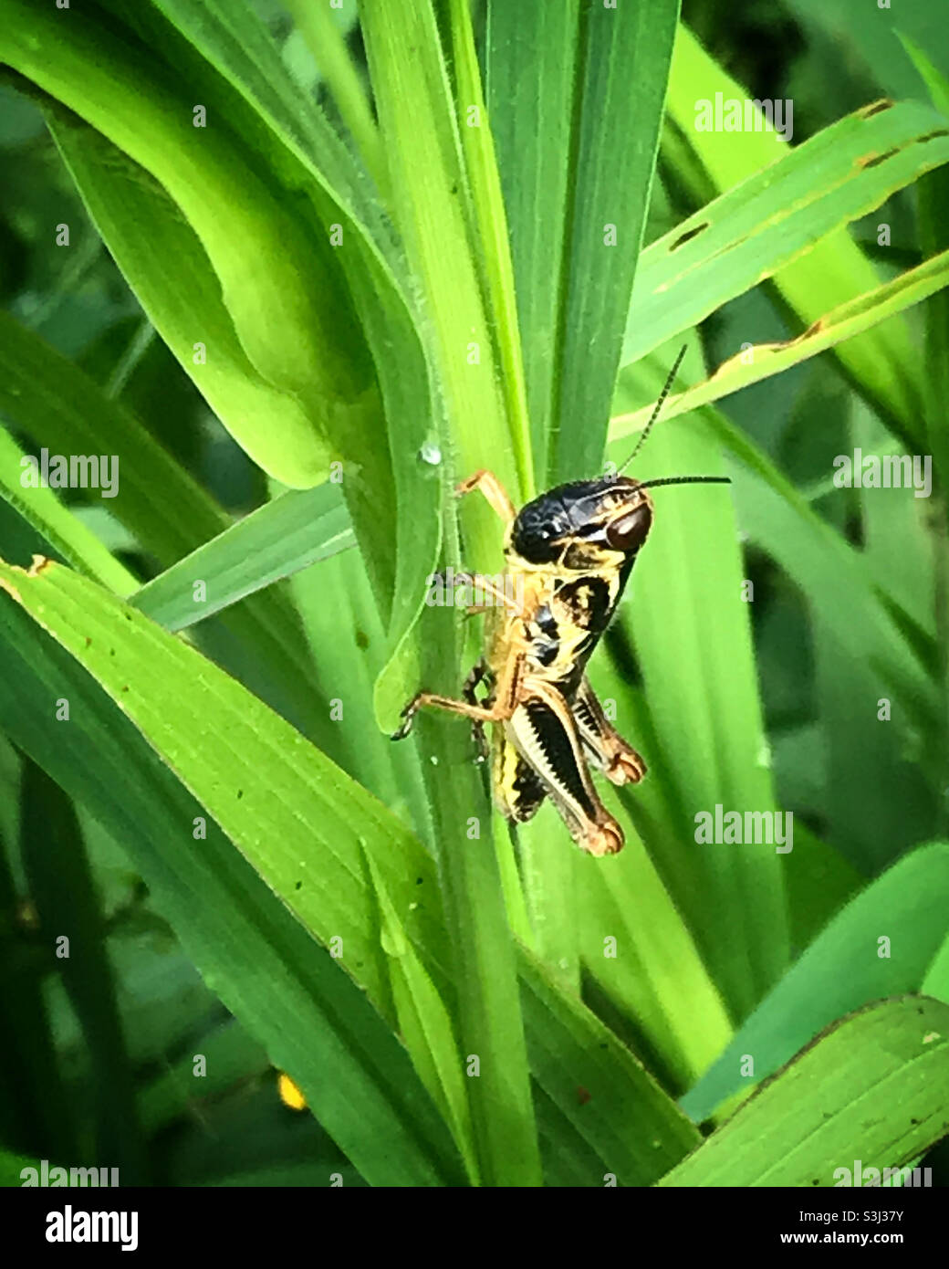 Un cavallino giallo e nero perches sull'erba in una foresta in Messico Foto Stock