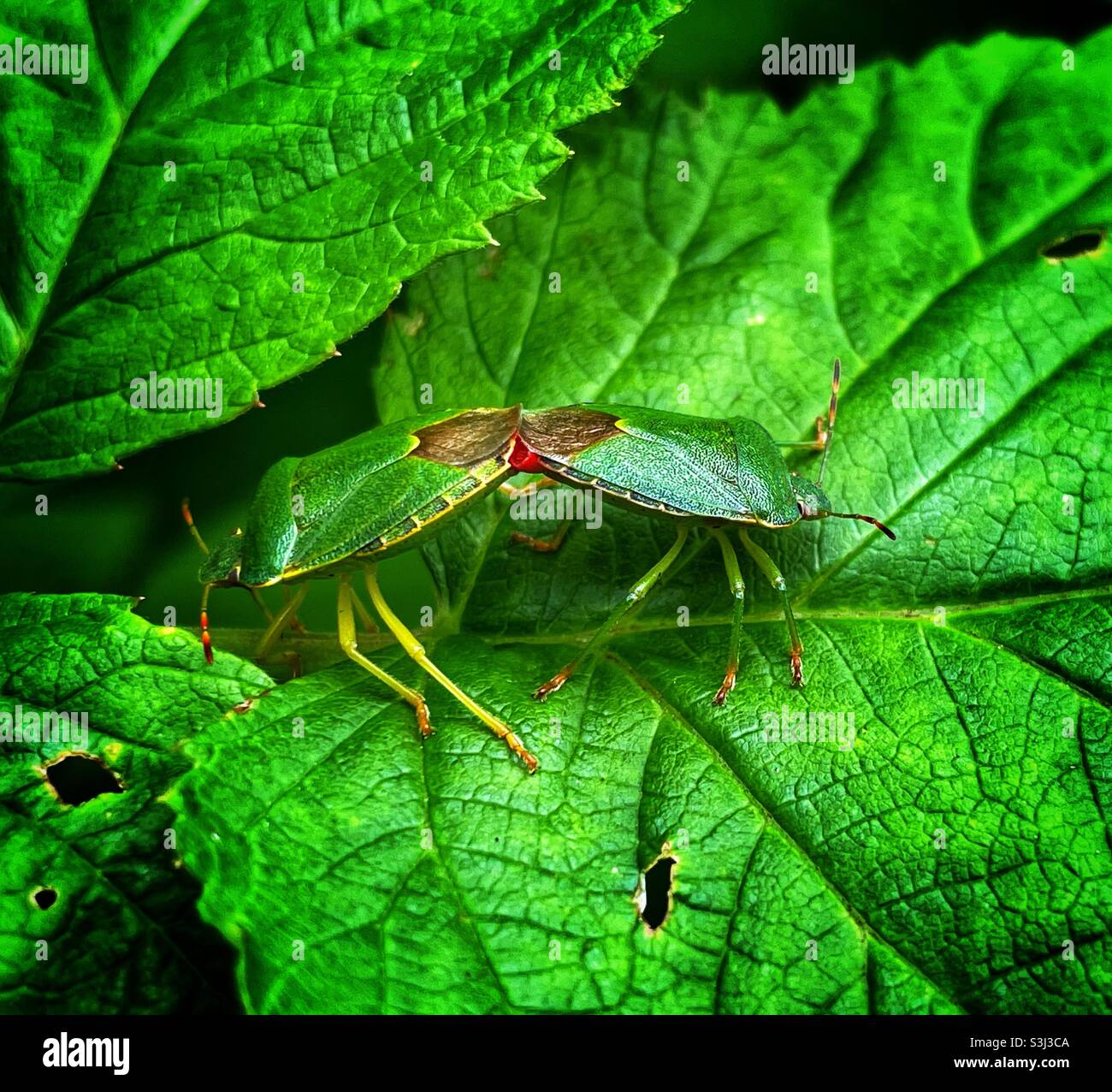 Insetti di protezione verde che si accoppiano su foglie di lampone Foto Stock