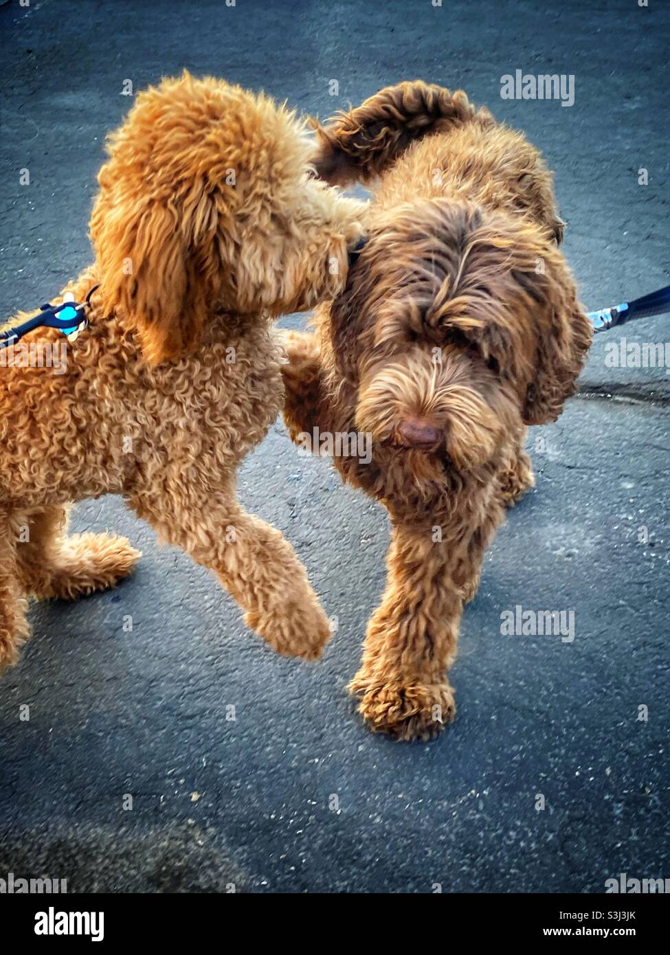 Buon cucciolo cani Foto Stock
