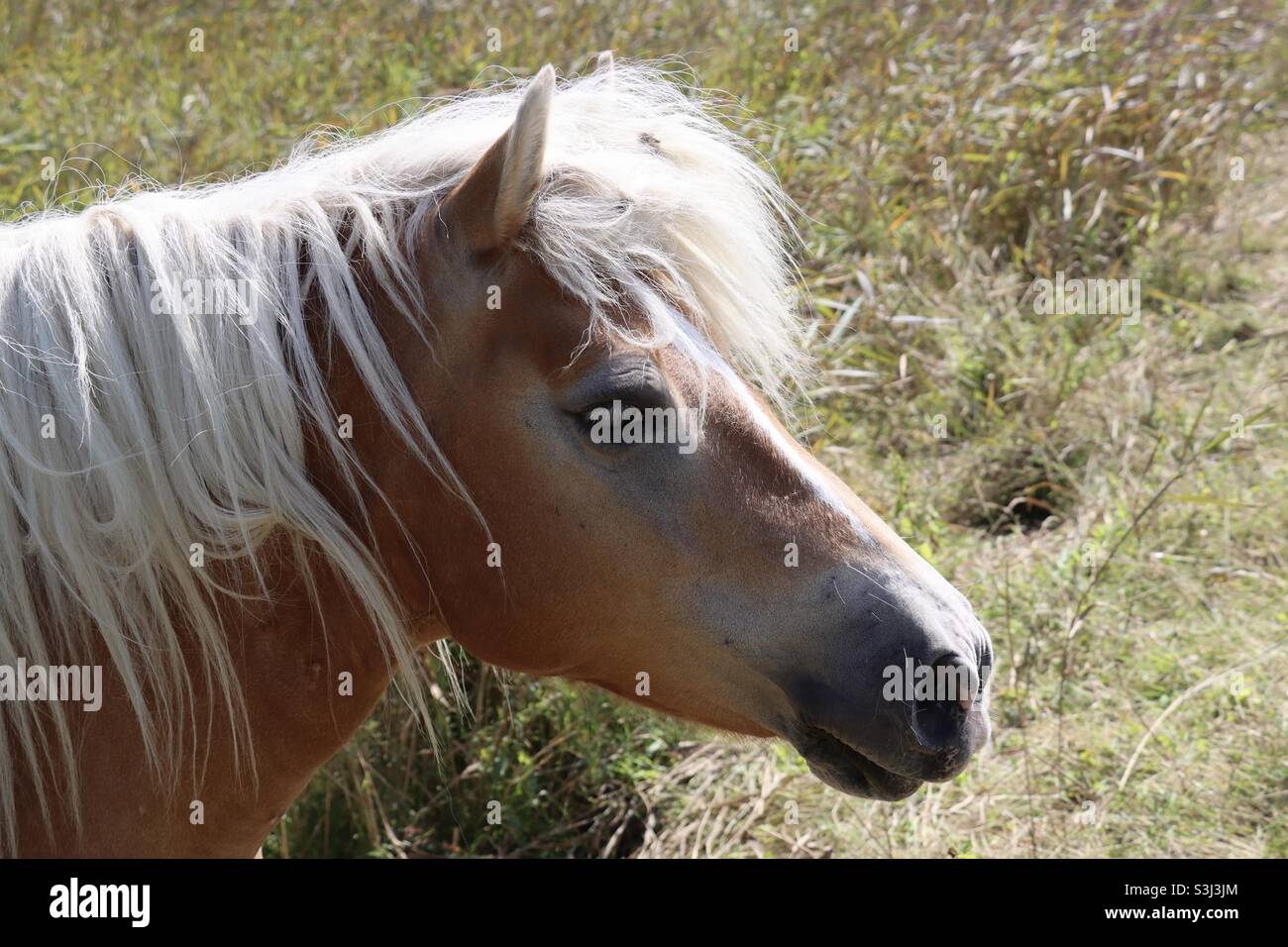 Primo piano di un pony beige con mane bianca in un prato Foto Stock