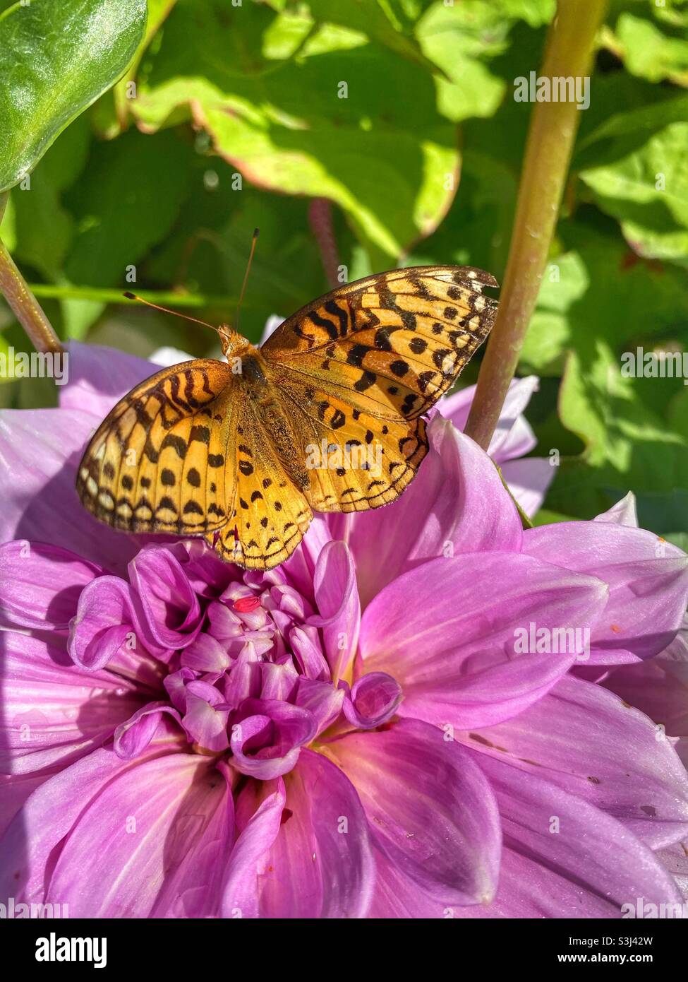 Bella farfalla seduta su fiori rosa - Immagine stock catturata con smartphone