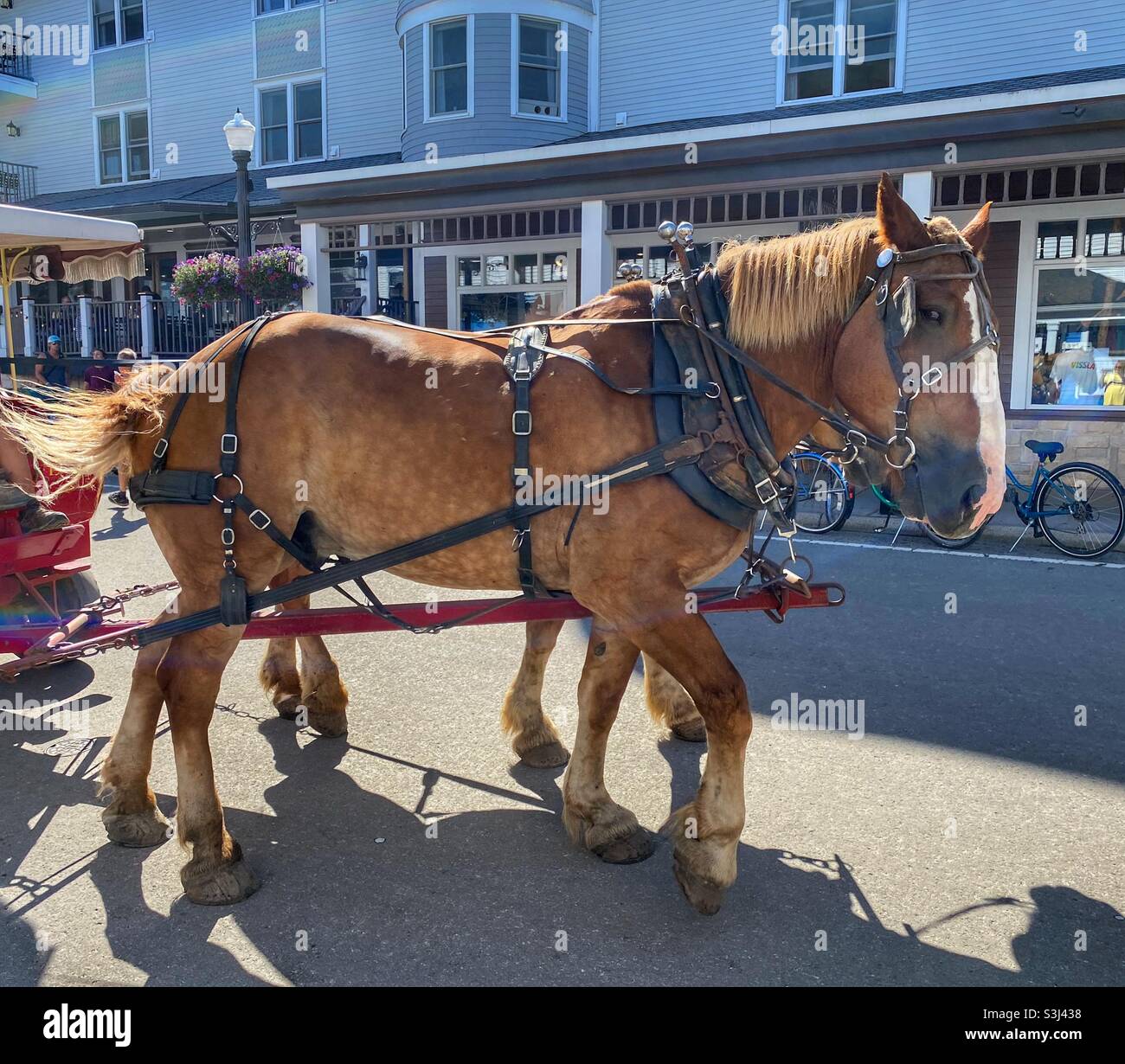 Cavalli che tirano turisti sull'isola di Mackinac Foto Stock