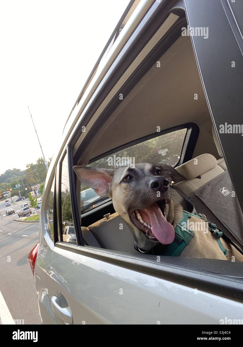 Un cane felice va per un azionamento con le finestre giù. - Immagine stock catturata con smartphone