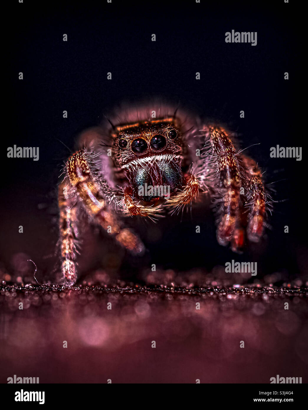 Spider balsassante che salta intorno a mezzogiorno dopo che ha cenato in una mosca comune. Foto Stock
