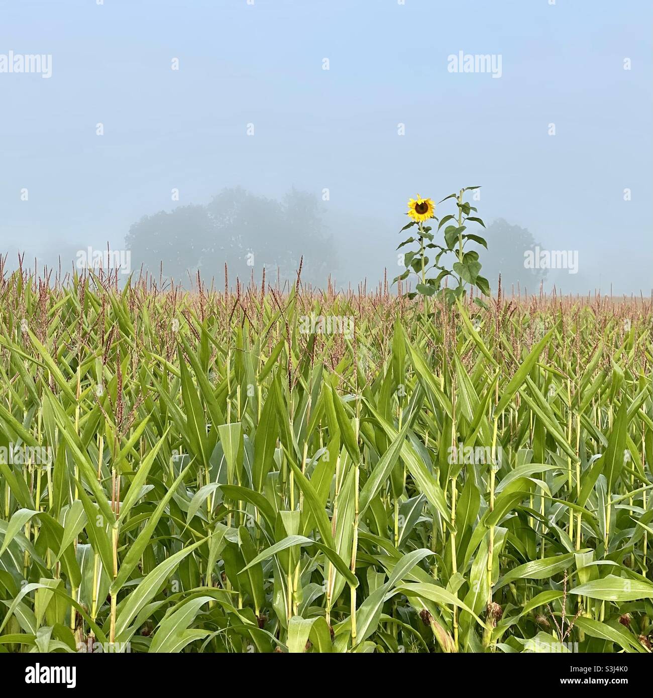 Girasole in un campo di mais che si erge fuori Foto Stock