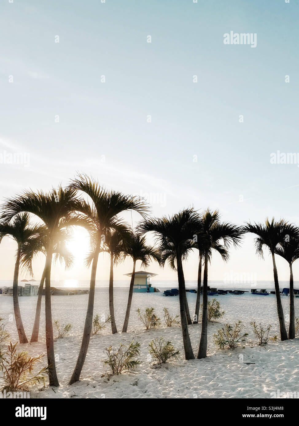 Alberi di palma sulla spiaggia di St. Pete, Florida Foto Stock