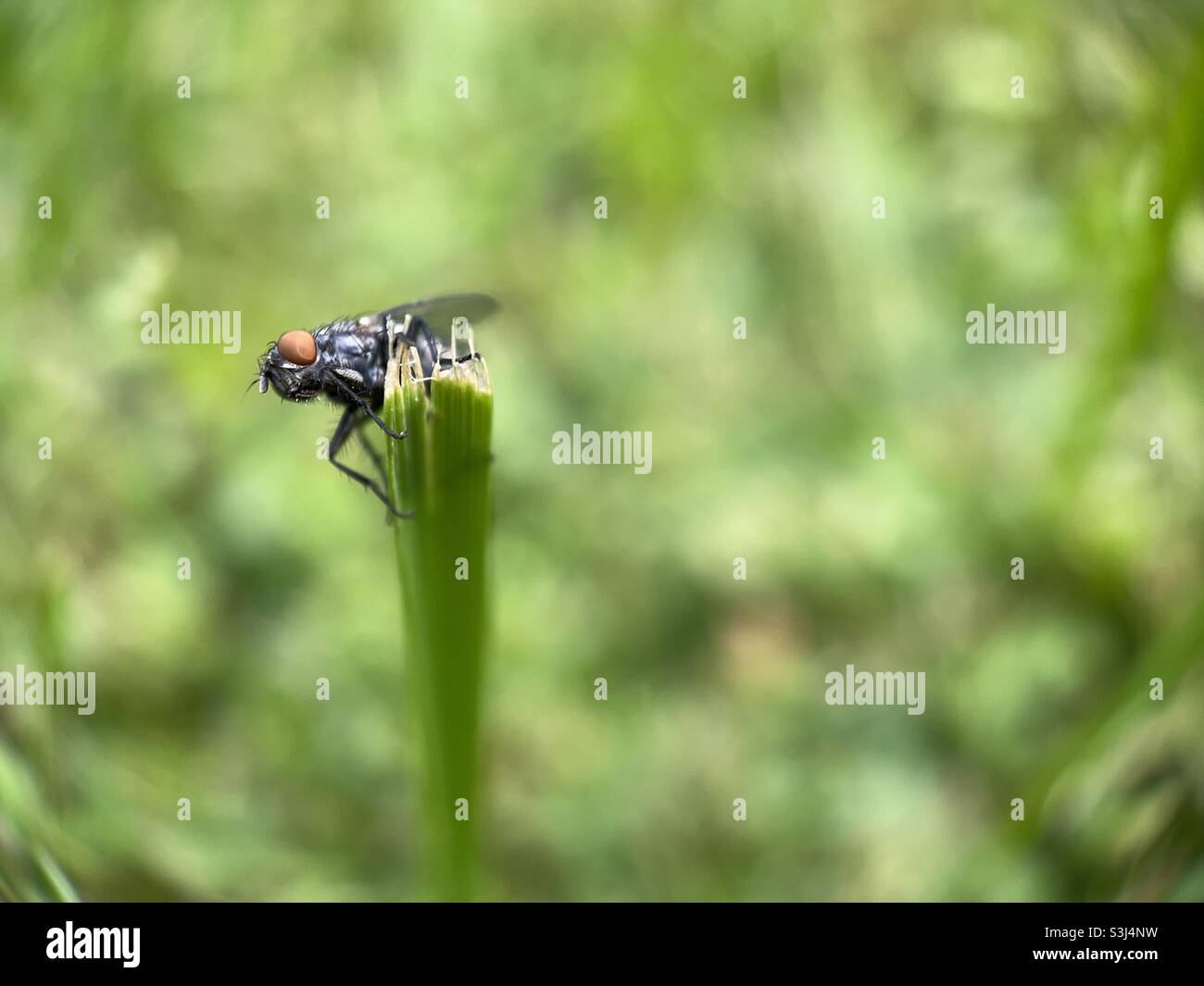 Un piccolo mosca su una lama di erba tagliata da un rasaerba. Foto Stock