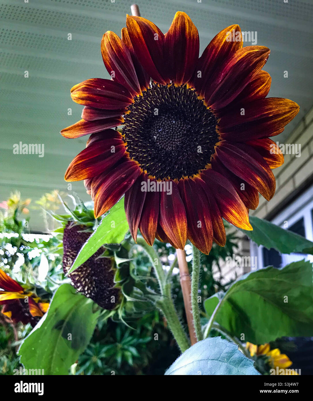 Girasole al cioccolato in un giardino urbano. Foto Stock