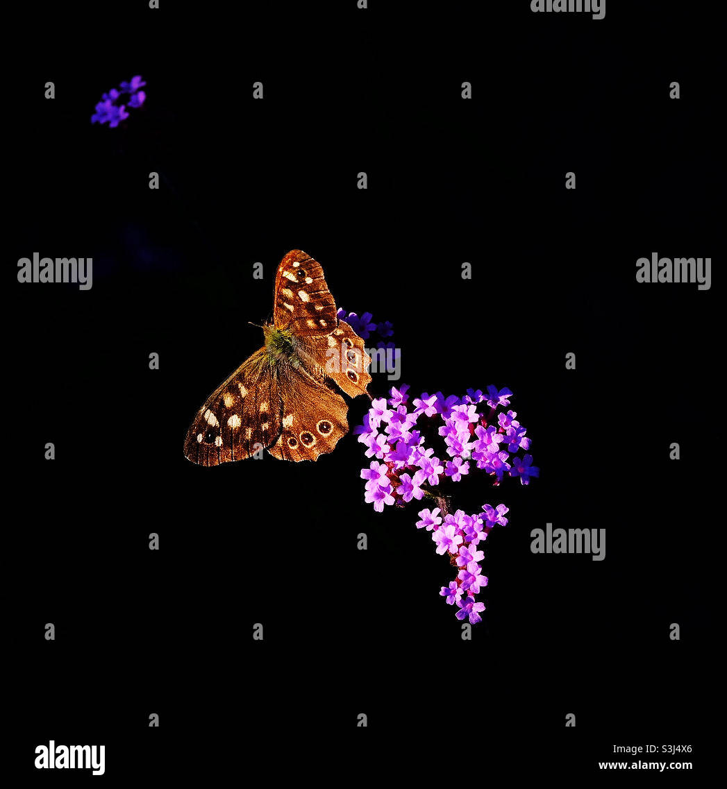 Chiazzato legno Butterfly - Immagine stock catturata con smartphone