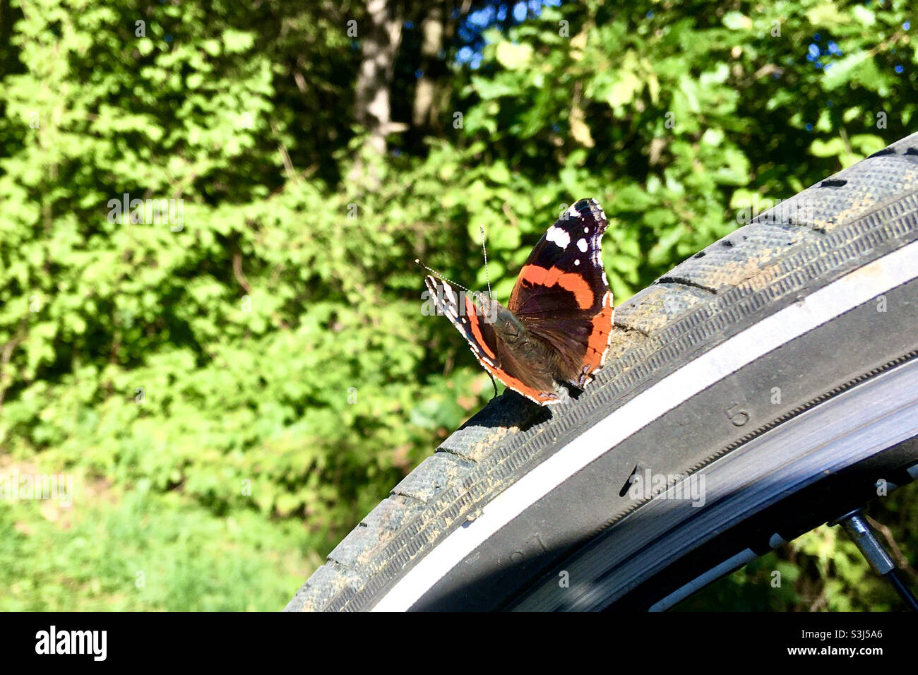 Red Ammiral (Vanessa atalanta) farfalla seduta su pneumatico in bicicletta a fine estate Foto Stock