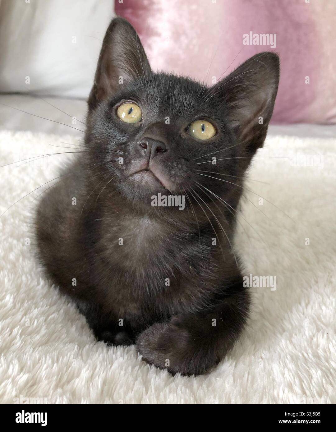 Bel gattino nero con occhi gialli arricciati sul letto Foto Stock