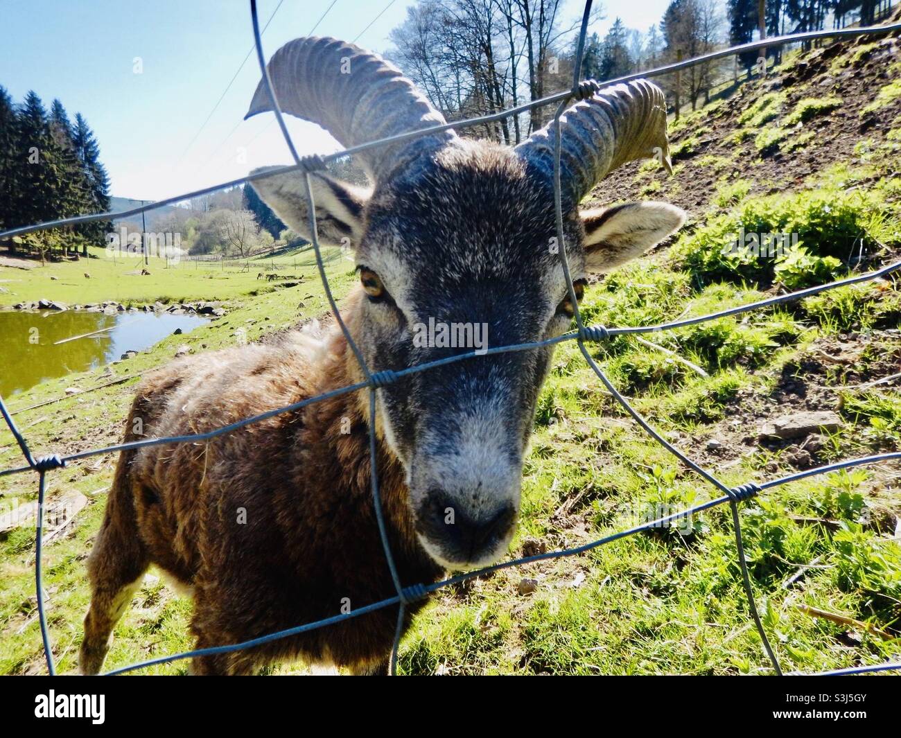 capra nel recinto - Immagine stock catturata con smartphone