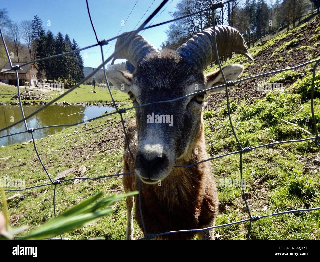 Capra nel recinto - Immagine stock catturata con smartphone