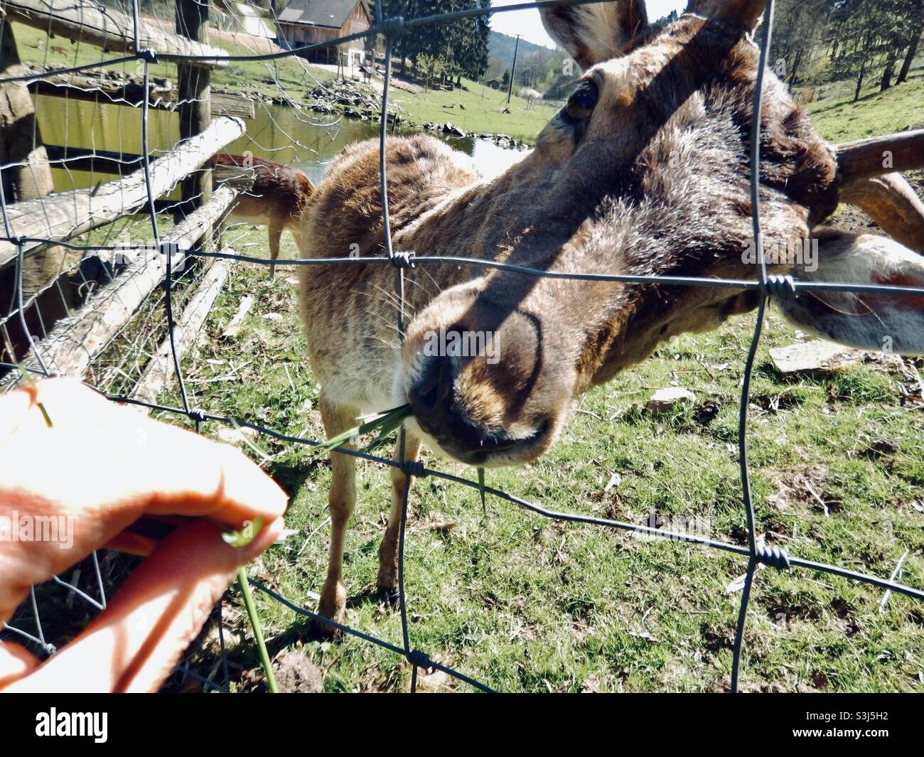una capra è alimentata - Immagine stock catturata con smartphone