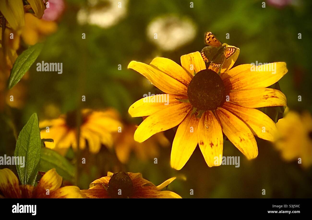 Piccola farfalla di rame su un fiore di rudbeckia Foto Stock