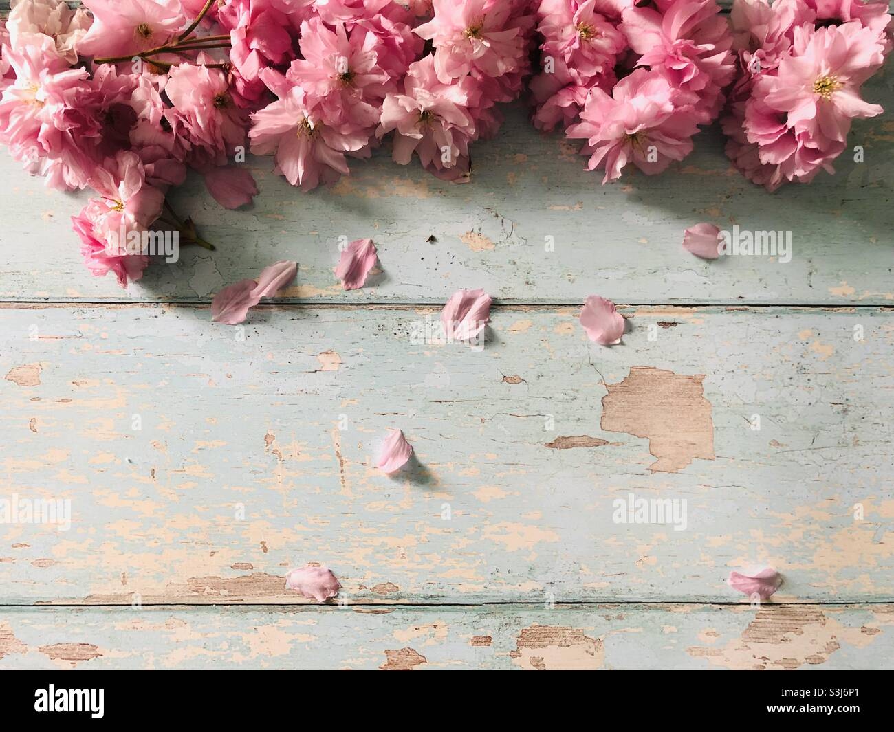 Fiore di ciliegio rosa su sfondo di legno blu Foto Stock