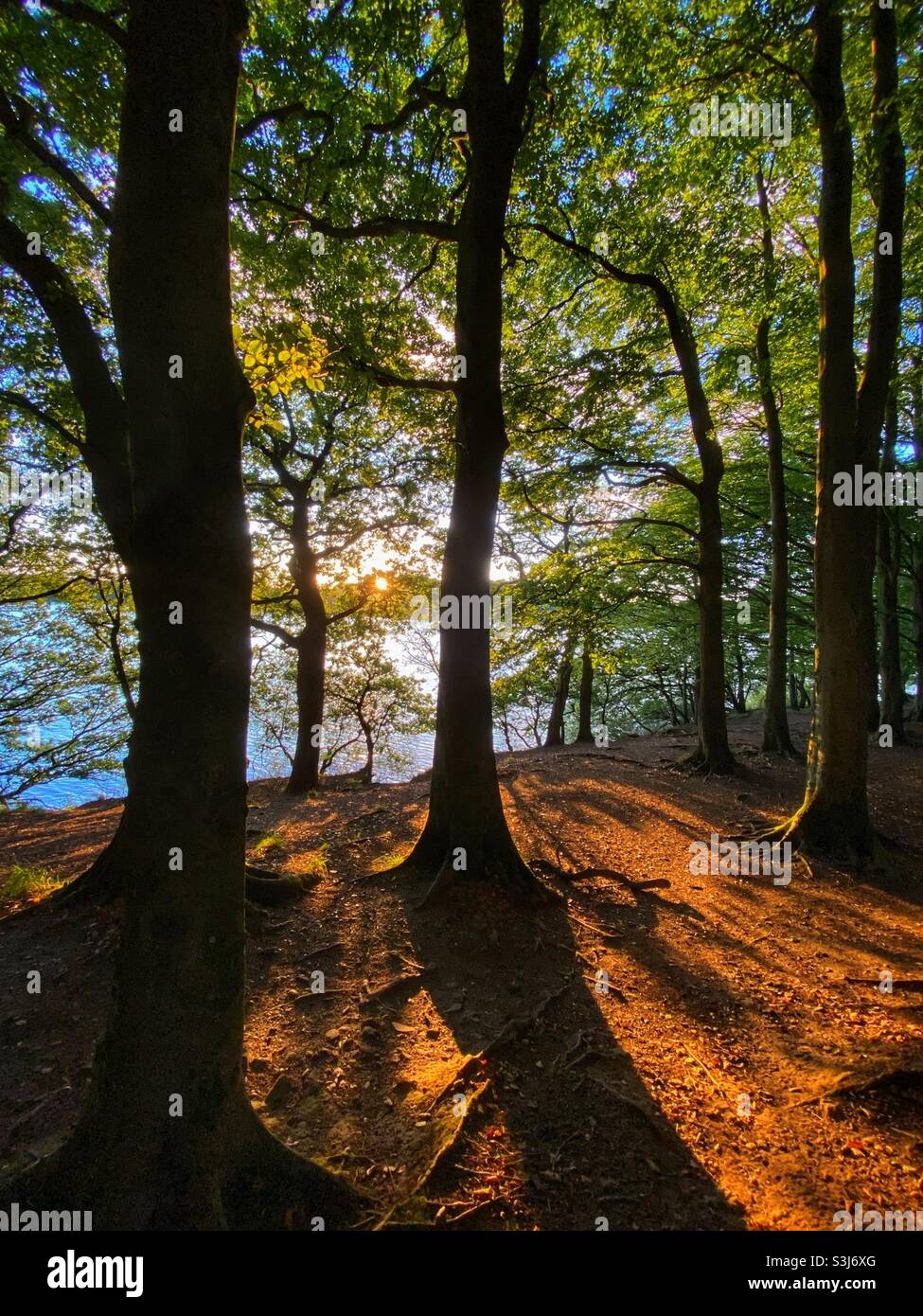 Alberi retroilluminati dal sole di tarda sera sulla riva del lago artificiale di Rivington in Lancashire Foto Stock