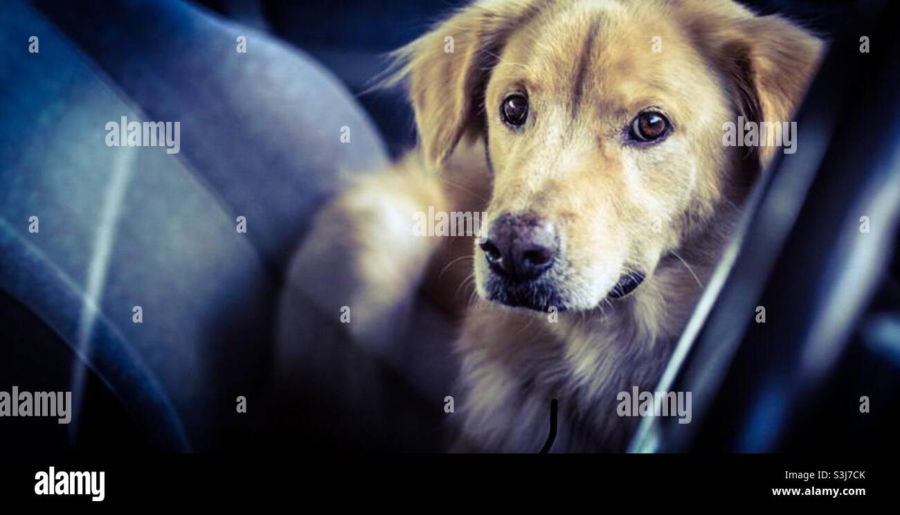 Cane sul sedile del conducente. Visualizzare attraverso la finestra. Gli animali domestici lasciati in auto parcheggiate sono spesso stressati e hanno bisogno di aiuto. Questo sembra chiedere: Che cosa dopo? Chi viene? "Nessuna patente di guida. " - Immagine stock catturata con smartphone